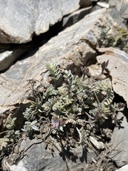 Astragalus platytropis