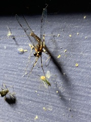 Maccaffertium ithaca