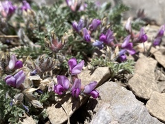 Oxytropis oreophila