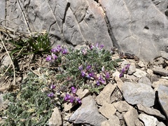 Oxytropis oreophila