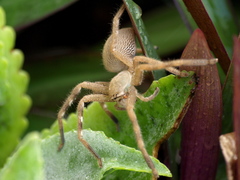 Neosparassus salacius