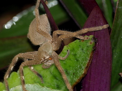 Neosparassus salacius