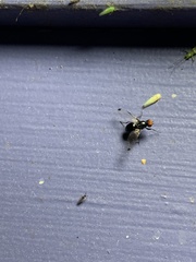 Seioptera vibrans