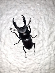 Dorcus rectus rectus