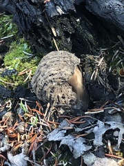 Morchella tomentosa