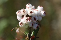 Gaultheria hispida