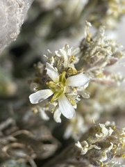 Draba jaegeri
