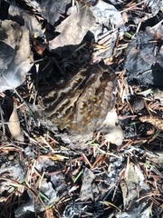Morchella angusticeps