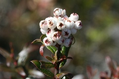 Gaultheria hispida