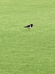 Haematopus ostralegus