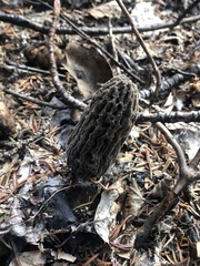 Morchella tomentosa