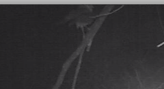 Tyto alba delicatula