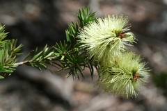 Melaleuca virens