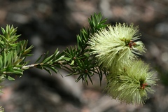Melaleuca virens