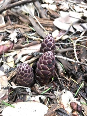 Kopsiopsis strobilacea