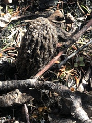 Morchella tomentosa