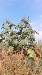 Ricinus communis