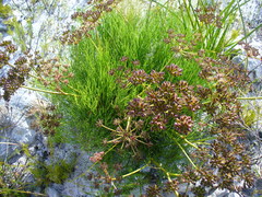 Nanobubon strictum