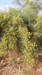 Parkinsonia aculeata