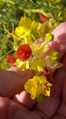 Parkinsonia aculeata