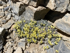 Physaria hitchcockii