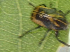 Cryptocephalus castaneus