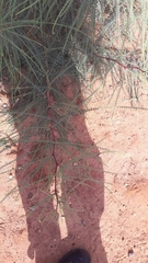 Parkinsonia aculeata