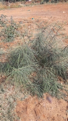 Parkinsonia aculeata