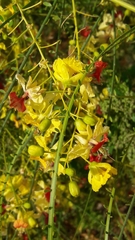 Parkinsonia aculeata