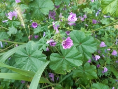 Malva sylvestris