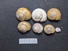 Helminthoglypta phlyctaena