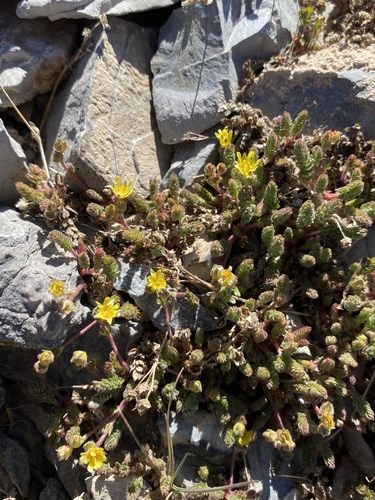 Charleston Peak mousetail (Ivesia cryptocaulis)