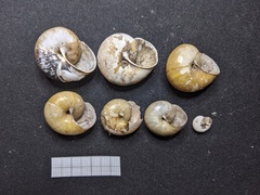 Helminthoglypta phlyctaena