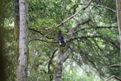 Zanda funerea xanthanota