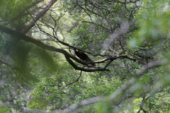 Zanda funerea xanthanota