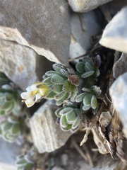Draba jaegeri