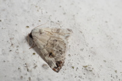 Coccidiphaga scitula