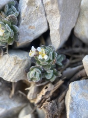 Draba jaegeri
