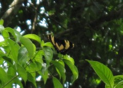 Papilio homerus