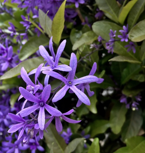 Petrea volubilis image