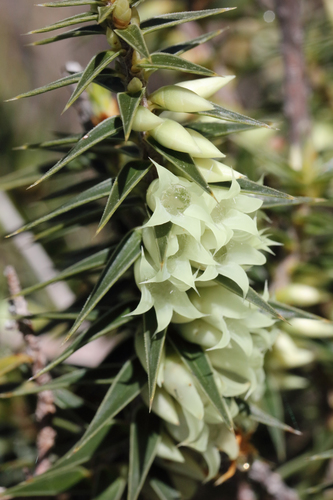 Melichrus urceolatus R.Br.