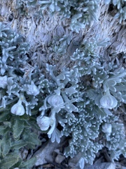 Artemisia constricta