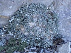 Artemisia constricta