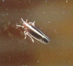 Stenocranus brunneus