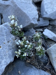 Draba jaegeri