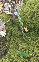 Platanthera ephemerantha