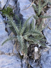 Cirsium eatonii clokeyi