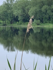 Phragmites australis