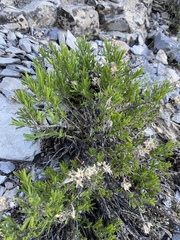 Ericameria compacta