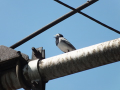 Motacilla alba personata